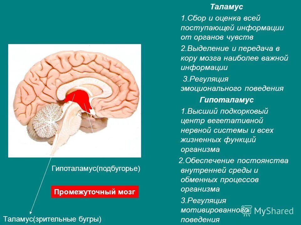 Подкорковые вегетативные центры