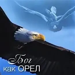 Корж птица фото. Сын ты мой орел. Приколы. Сын ты мой орел. Проект мой орел достопримечательности.