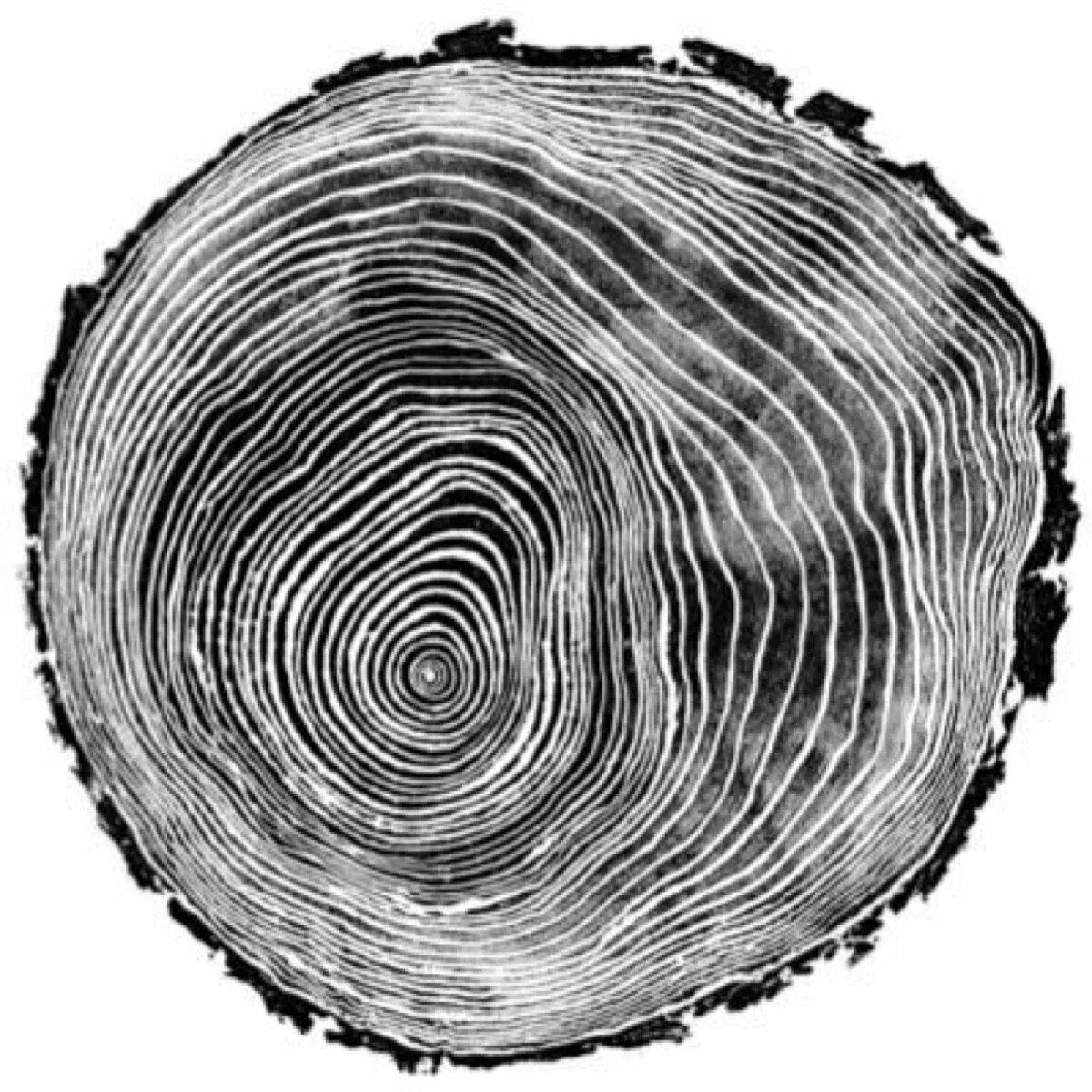 Черный срез. Дерево в разрезе. Срез дерева. Кольца дерева в разрезе. Срез дерева текстура.