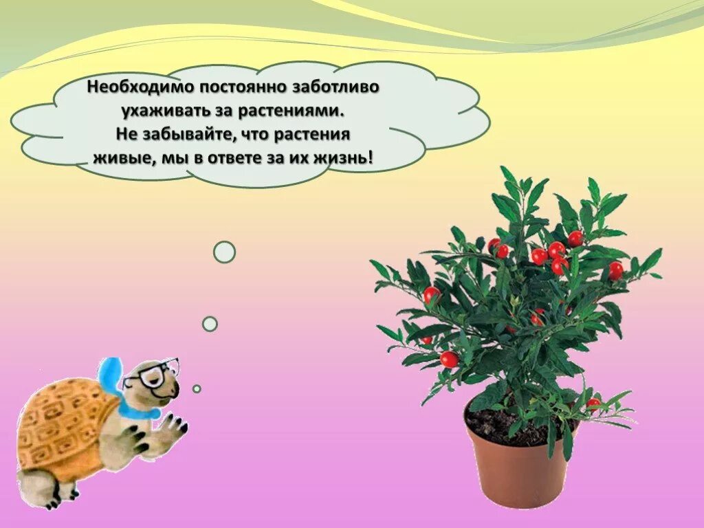 Растения первый класс. Жить растение. Презентация как живут растения. Как живут растения презентация 1. Как живут растения 1 класс.