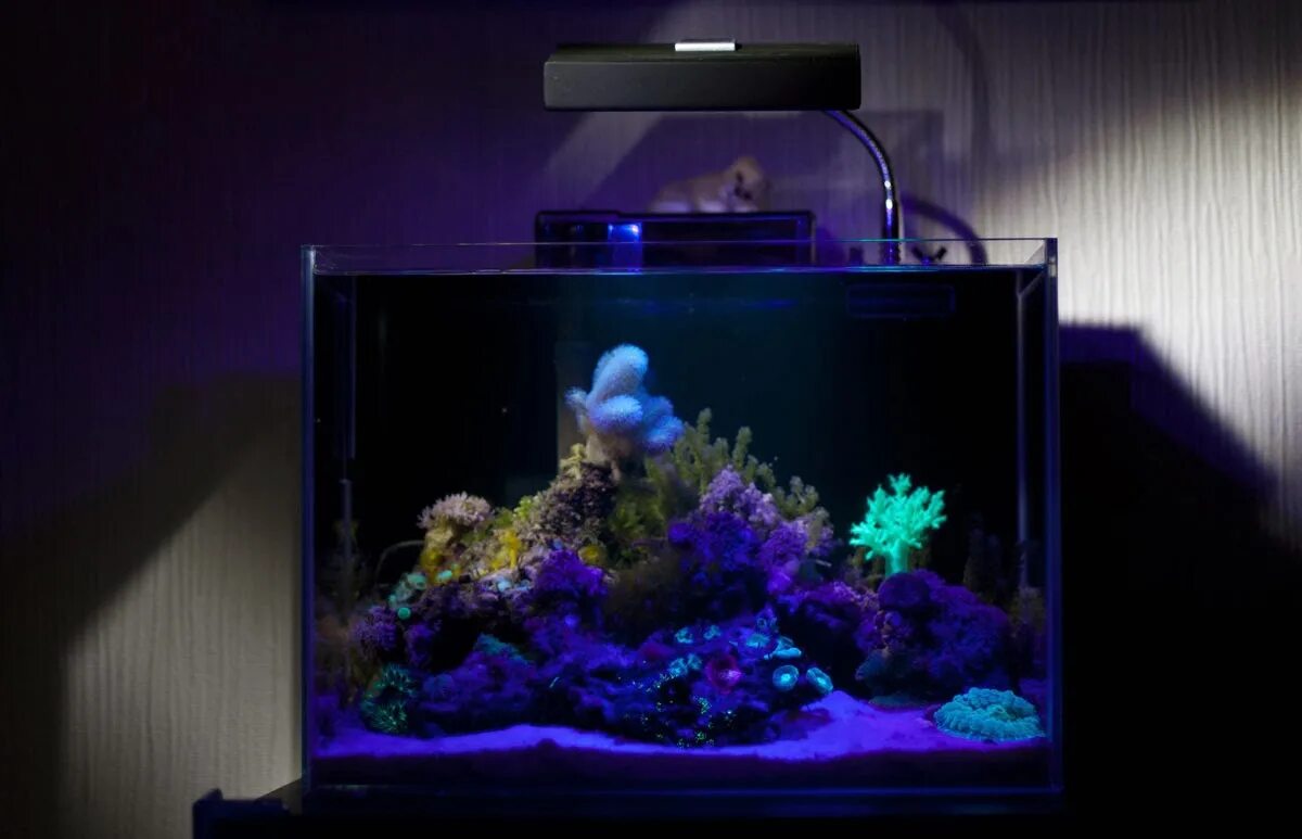 Аквариум с ультрафиолетовой подсветкой. Аквариум с рыбками с подсветкой. Подсветка для аквариума. Лампа с ультрафиолетом для аквариума.