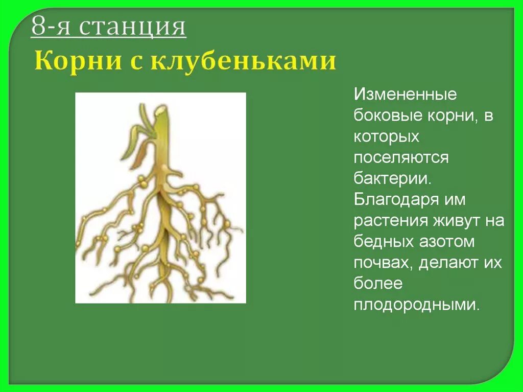 Видоизмененные корни клубеньки. Видоизменение корня клубеньки. Видоизмененный корень клубеньки.