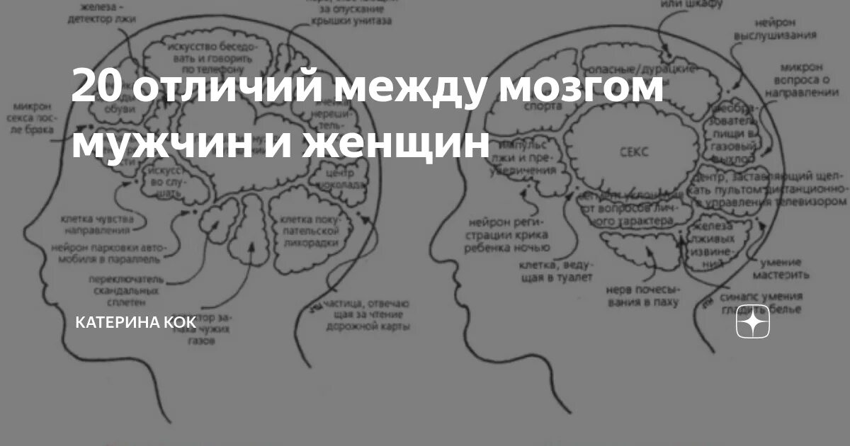 Мозг мужчины и женщины. Мужской и женский мозг. Мужской и женский мозг различия. Мужской мозг и женский мозг.