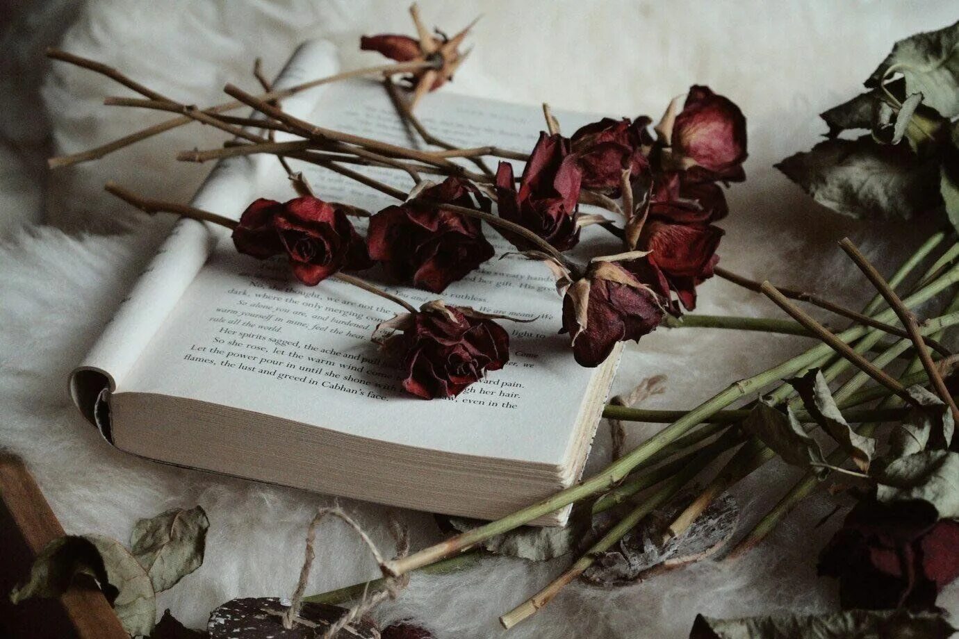 Сухих книги. Сухие розы. Сухие розы Эстетика. Цветы лежат на столе.