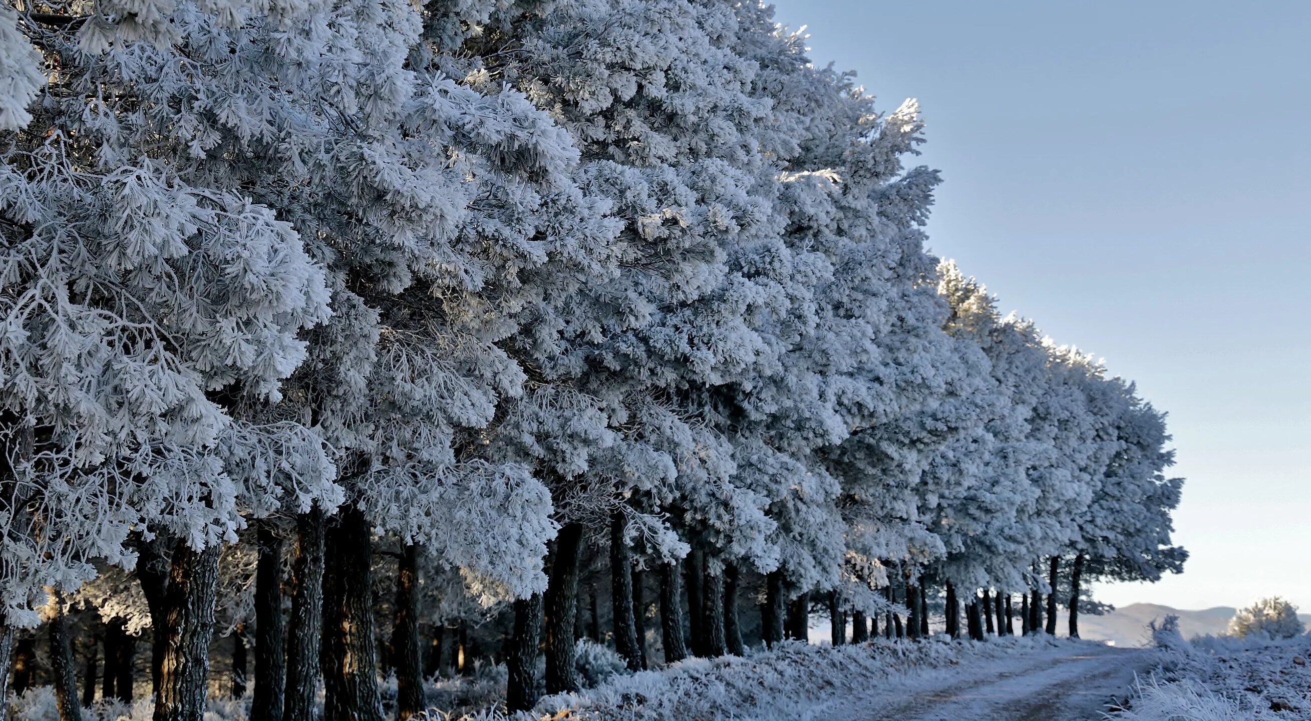 покрывало зимний лес. постельное белье tango ts03-812 евро 2 наволочки. покрывало зимний лес. новогоднее лоскутное одеяло. покрывало зимний лес.