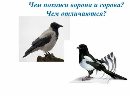 Чему ворон и ворона похожи