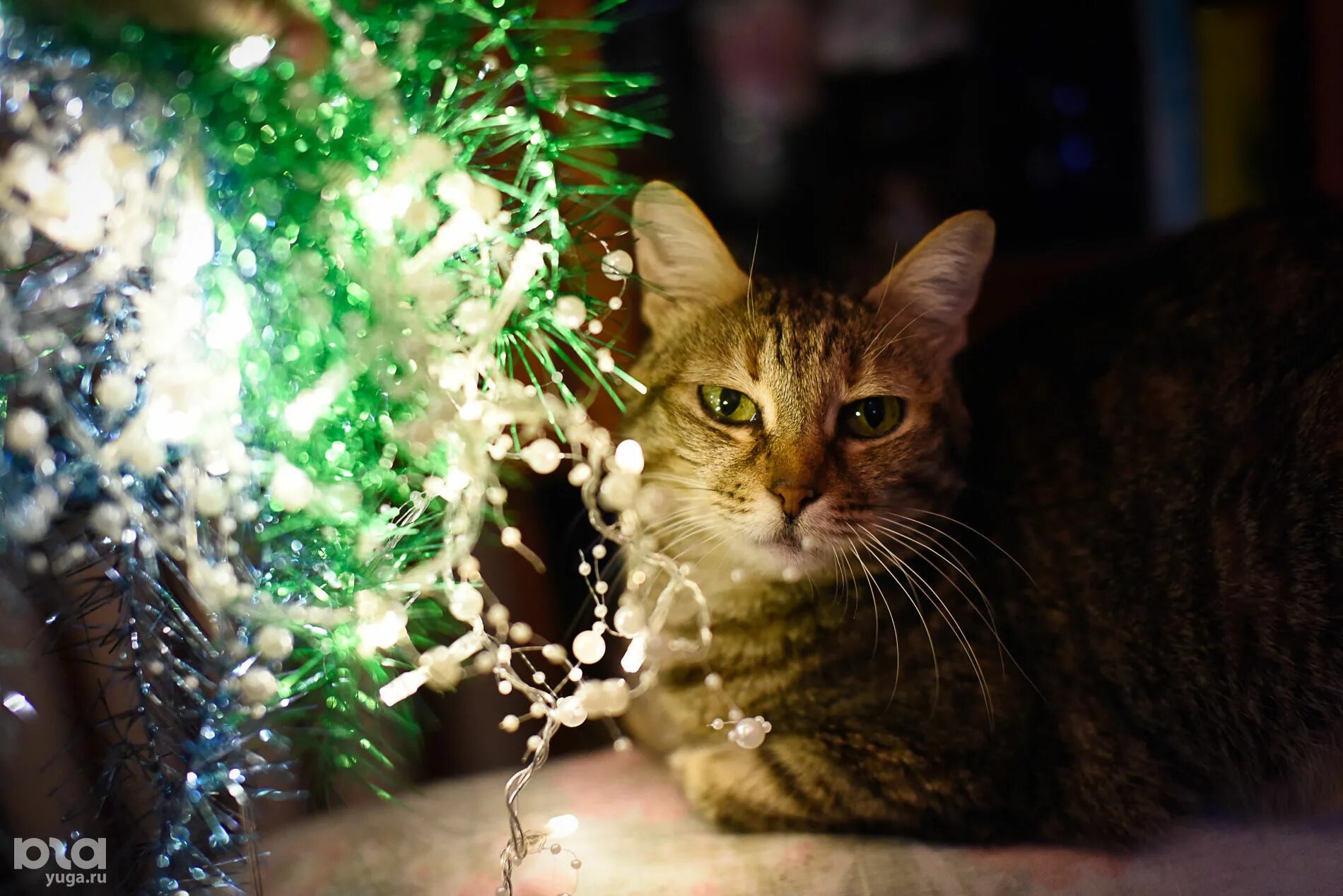 Нова кот. Кот с дождиком новогодним. Новогодние котики с блестками. Кошка и новогодний дождик. Наряжал елку подрался с котом из-за дождика.