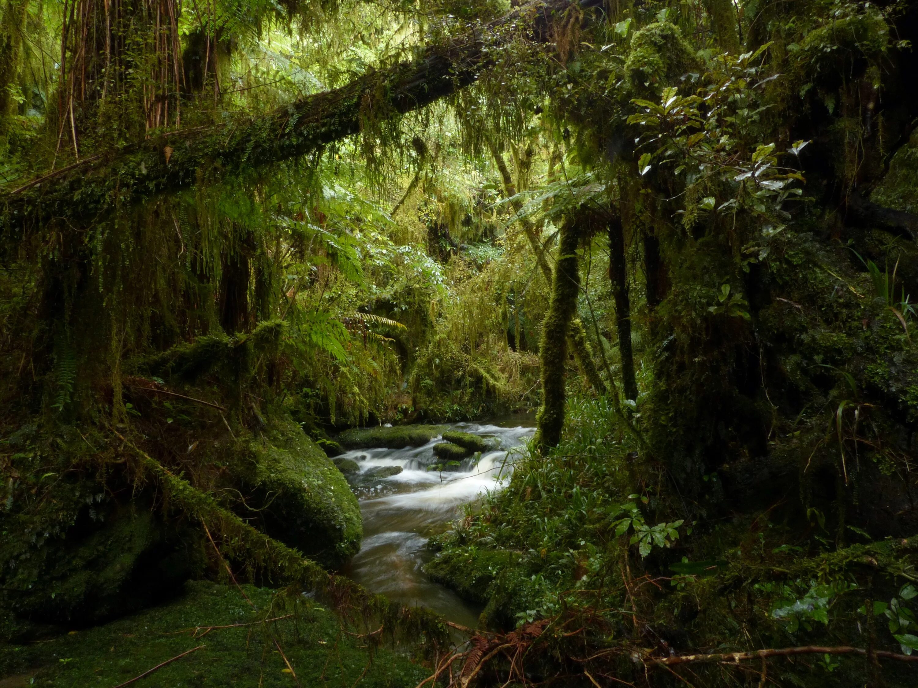 Jungle river