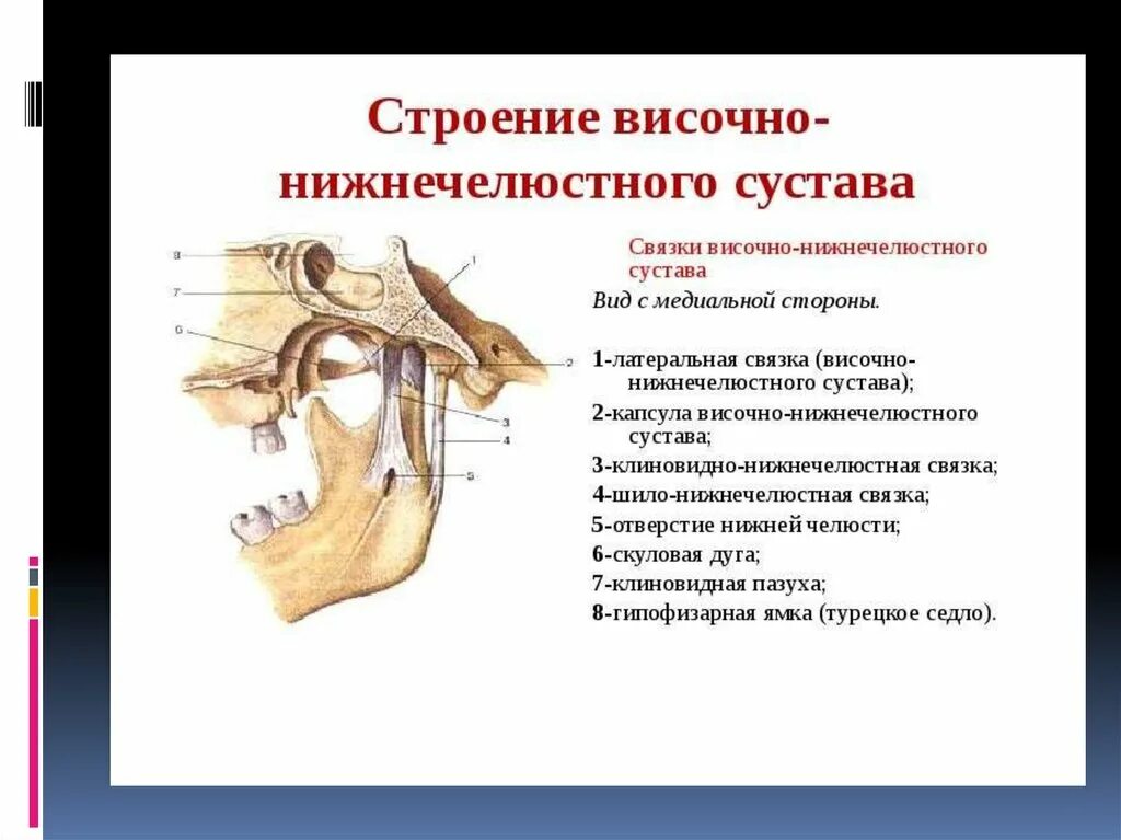 Соединение нижнечелюстной и височной кости. Связки височно-нижнечелюстного сустава животных. Височно-нижнечелюстной сустав строение связки. Нижнечелюстной сустав анатомия. Височно-нижнечелюстной сустав анатомия.