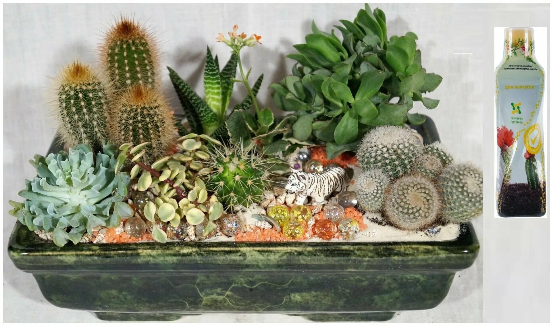 магазин кактусов и суккулентов. кактус опунция суккулент. интересные кактусы. кактусовые суккуленты. кактус опунция суккулент.