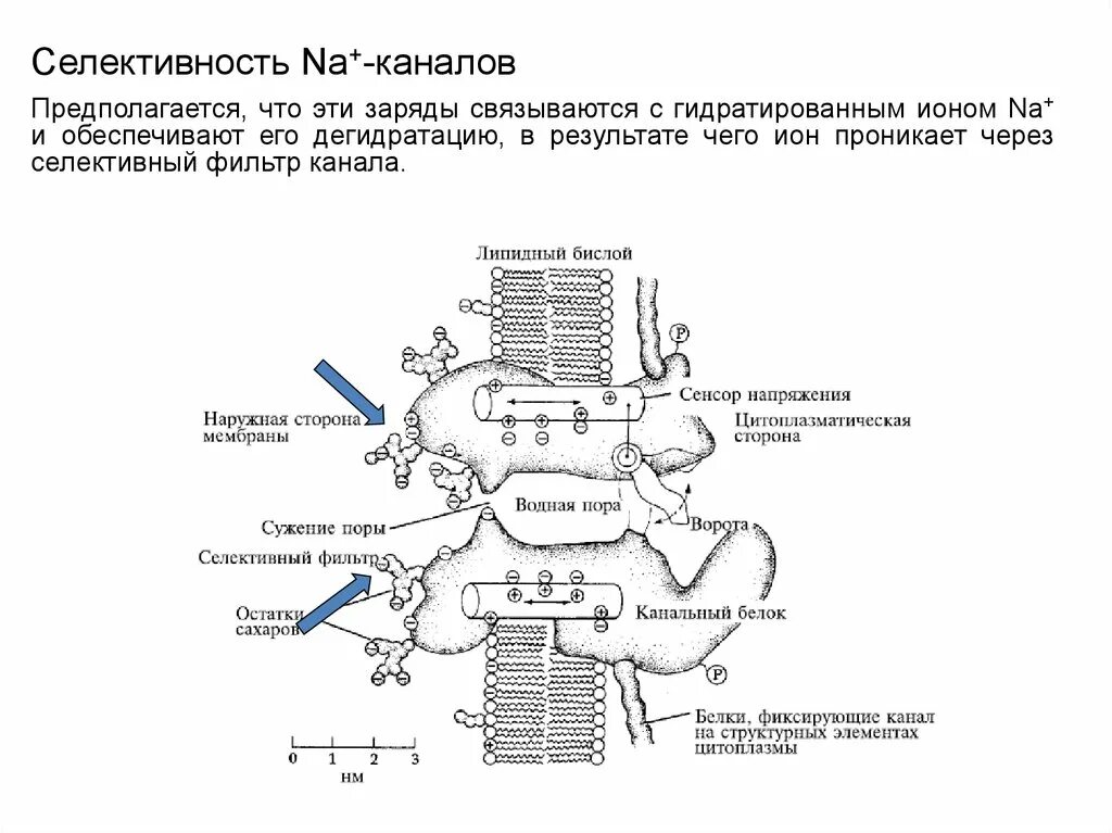 Примеры селективных мембранных каналов. Селективный фильтр ионного канала. Ионный канал в плазматической мембране. Ионные каналы мембран. Молекулярная конструкция ионного канала.