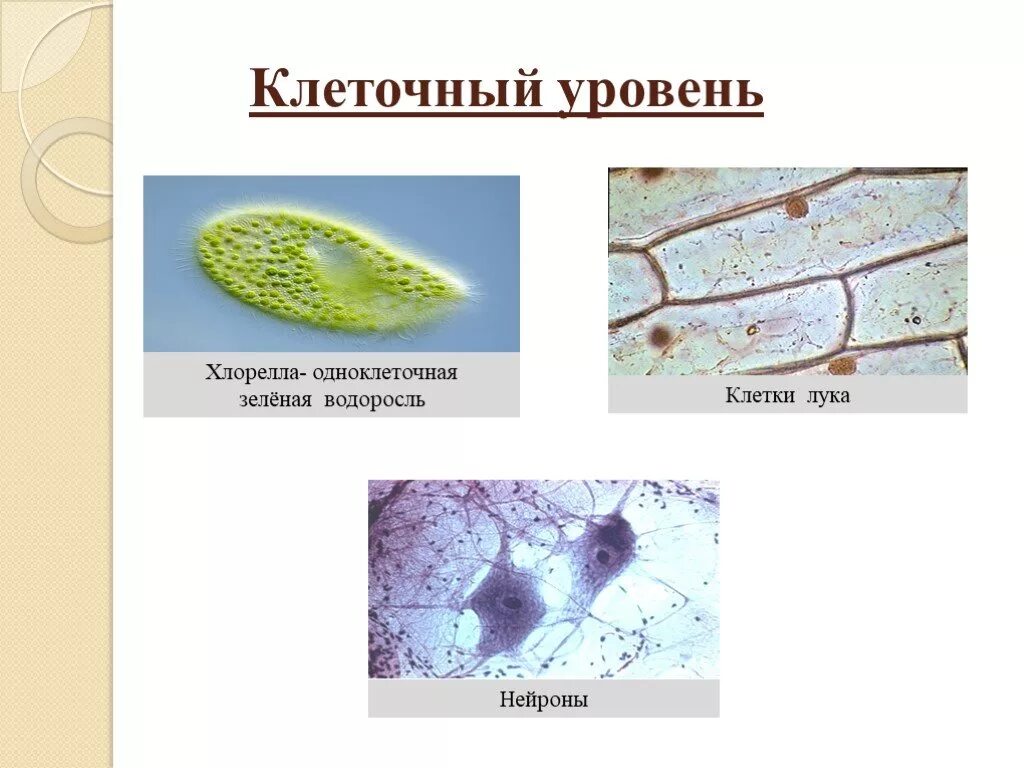 Клеточный и организменный уровень организации. Уровни организации живой материи организменный уровень. Клеточный и организменный уровень жизни. Клеточный уровень организации это в биологии. Уровни организации организма клеточный