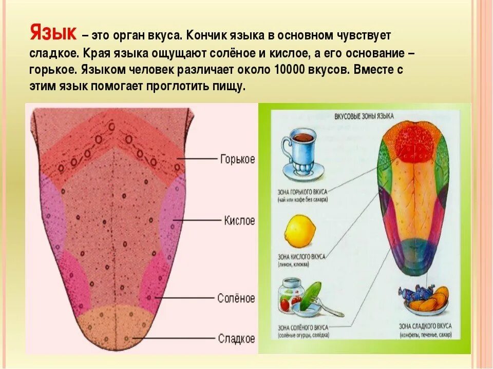 Строение органа вкуса рисунок. Язык орган чувств. Строение органов в к са.