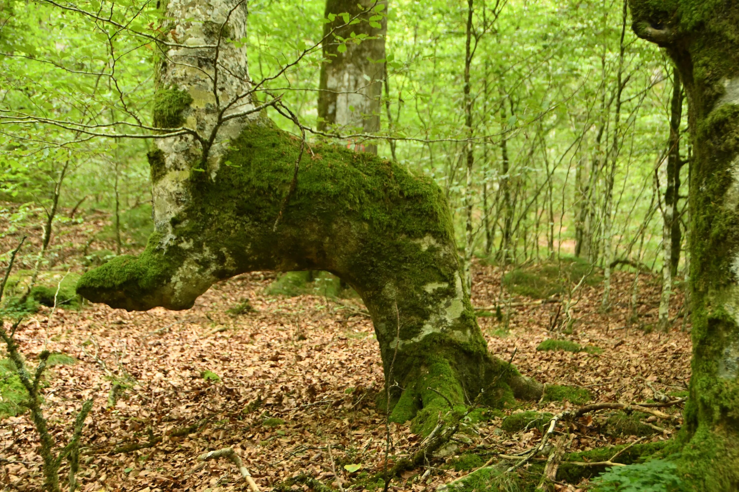 Какие деревья произрастают в широколиственных лесах