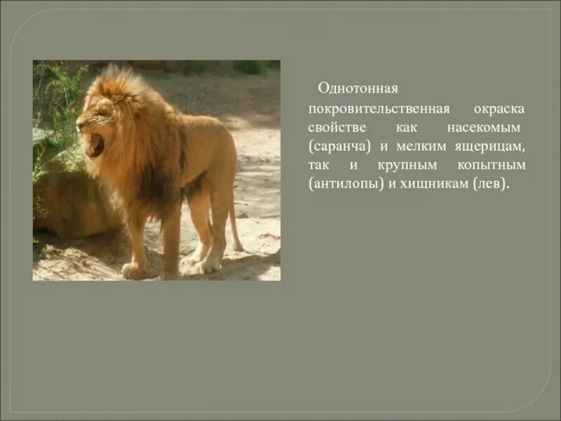 Какой физической особенностью обладал лев. Приспособления Льва. Покровительственная окраска Лев. Приспособленность Льва к среде обитания. Приспособленность Льва.