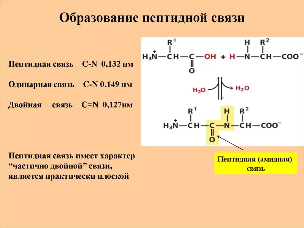 Пептидные связи есть в. Реакция образования пептида белка. Принцип формирования пептидной связи биохимия. Образование пептидной связи белков. Образование пептидной связи и пептидов.