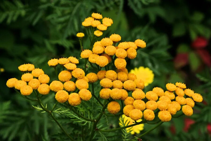 Пижма обыкновенная. Пижма Tanacetum vulgare. Пижма обыкновенная (Tanacetum vulgare). Tanacetum vulgare l. пижма обыкновенная. Свойства пижмы обыкновенной