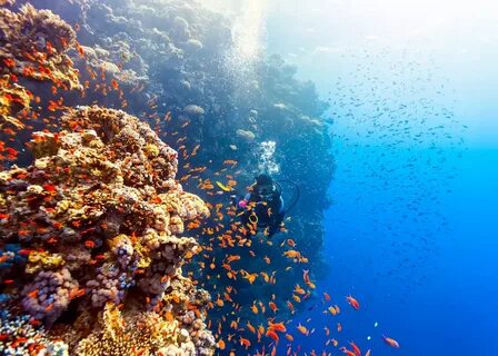 Красное море самое теплое