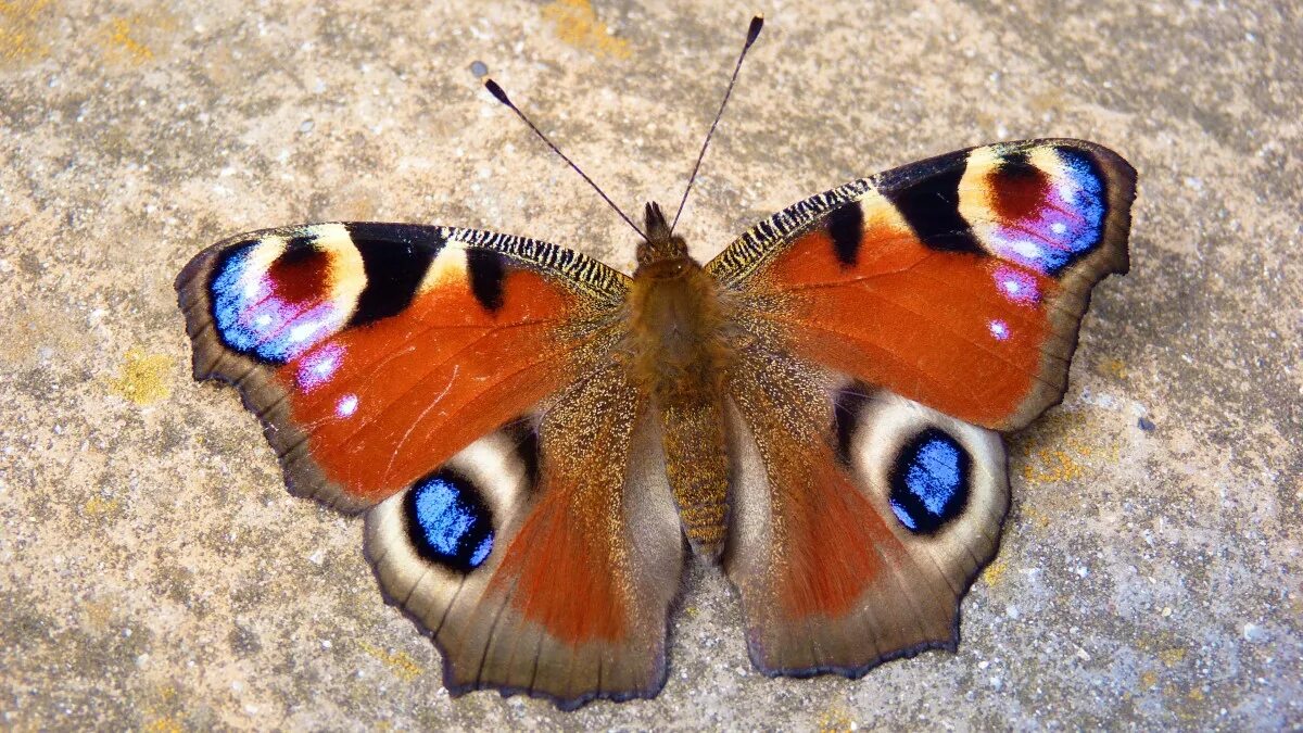 Павлиний глаз (бабочка). Дневной павлиний глаз бабочка. Бабочка симметрия. Симметрией мотылек. Крылья бабочки павлиний глаз