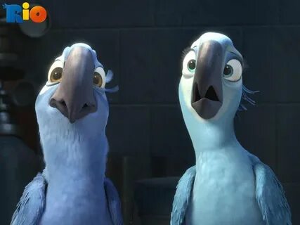 Rio birds