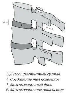 Дугоотростчатые суставы позвонков
