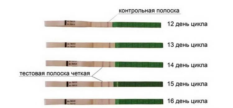 Сколько полосок показывает тест на овуляцию. Тестовая полоска светлее контрольной тест на овуляцию. контрольная полоскаиу теста на овуляцию. тест на овуляцию 28 дней цикл. если тест овуляции показал 2 полоски на тесте.