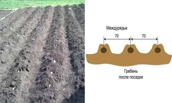 На каком расстоянии сажать картошку друг. Гребневая схема посадки картофеля. Гладкая и гребневая посадка картофеля. Посадка картофеля в траншеи схема. Посадка картофеля ширина междурядий и глубина.