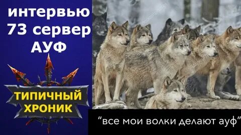 Слушать песни волки ауф