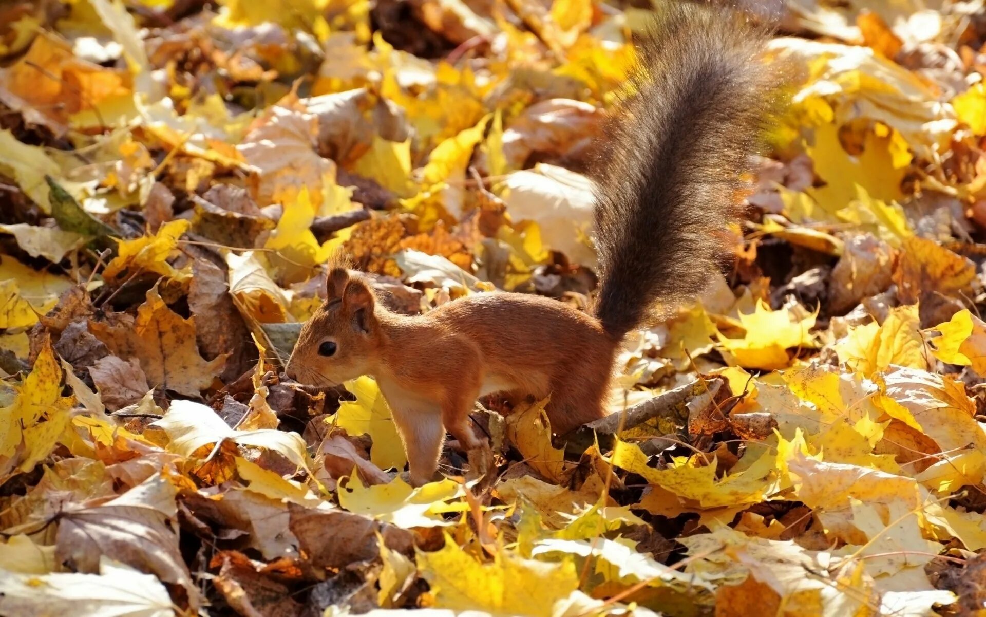 Осенний зверь. Животные осенью. Природа и животные. Животные осенью фото. Осенняя белка.