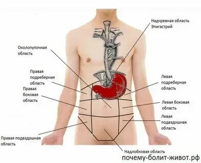 Если ты худой но есть не большой живот что делать - фото презентация