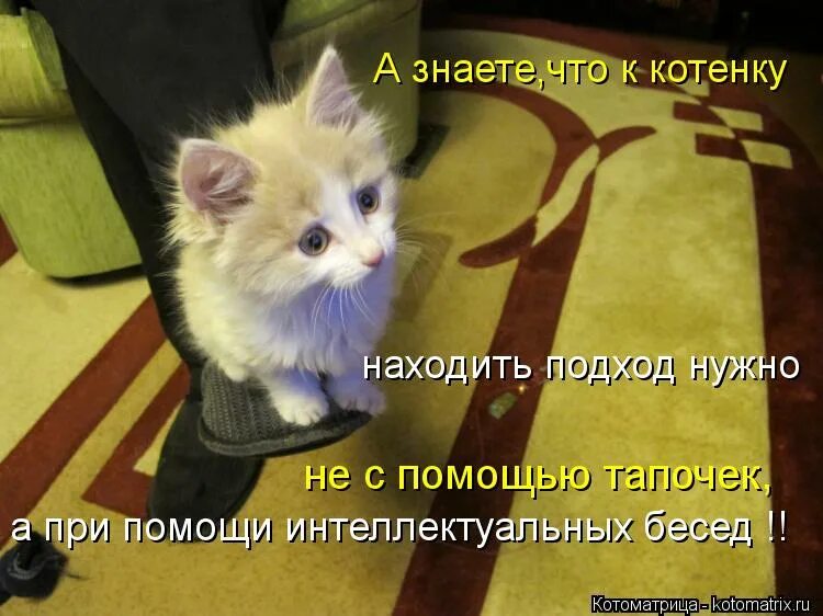 маленький котёнок обсикался. фото котят которые клиники в чехове. коты смешные с надписями до смеха. ой я описался. котенок описался.