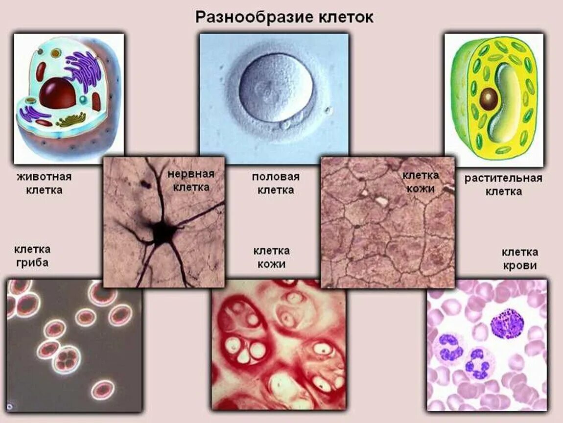 Разные виды клеток