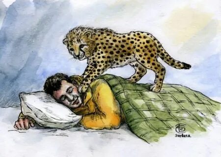 Pet cheetah