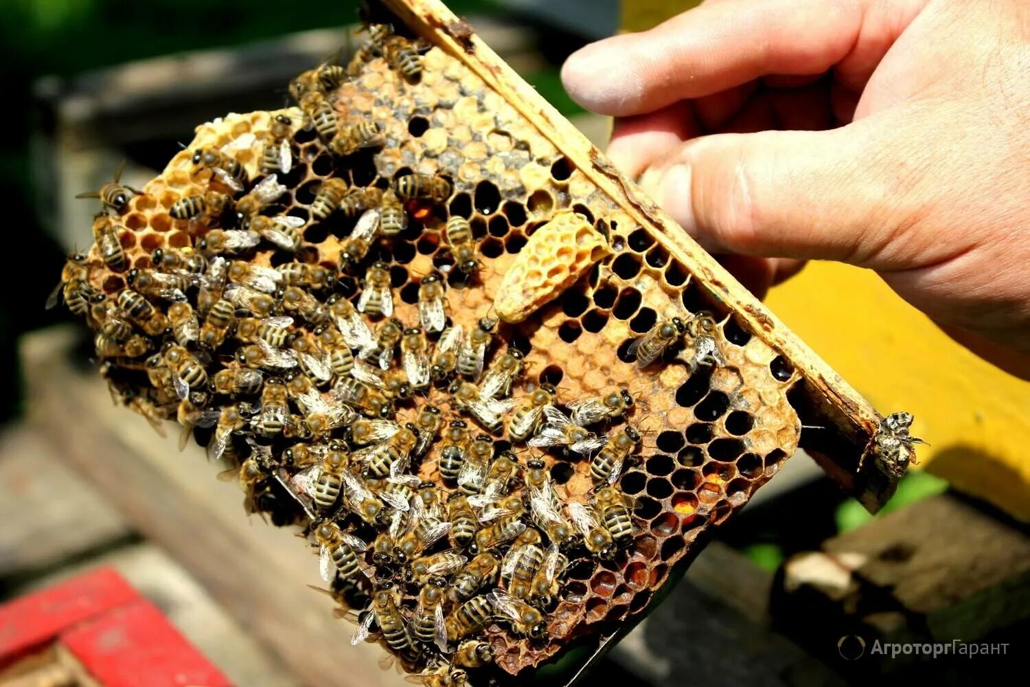 Пчелы купить в нижегородской. Матка Карника, Карпатка ,Бакфаст. Пчеломатки Карника Карпатка. Пчелиная матка Карпатка. Пчелопакеты Карпатка.