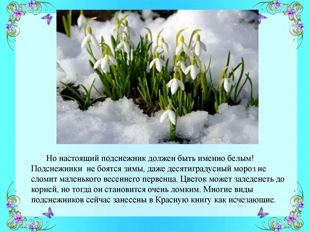 Сказка про подснежник для детей. Подснежник для детей. Информация о подснежнике. Сочинение про Подснежник. Что рассказать детям о подснежниках.