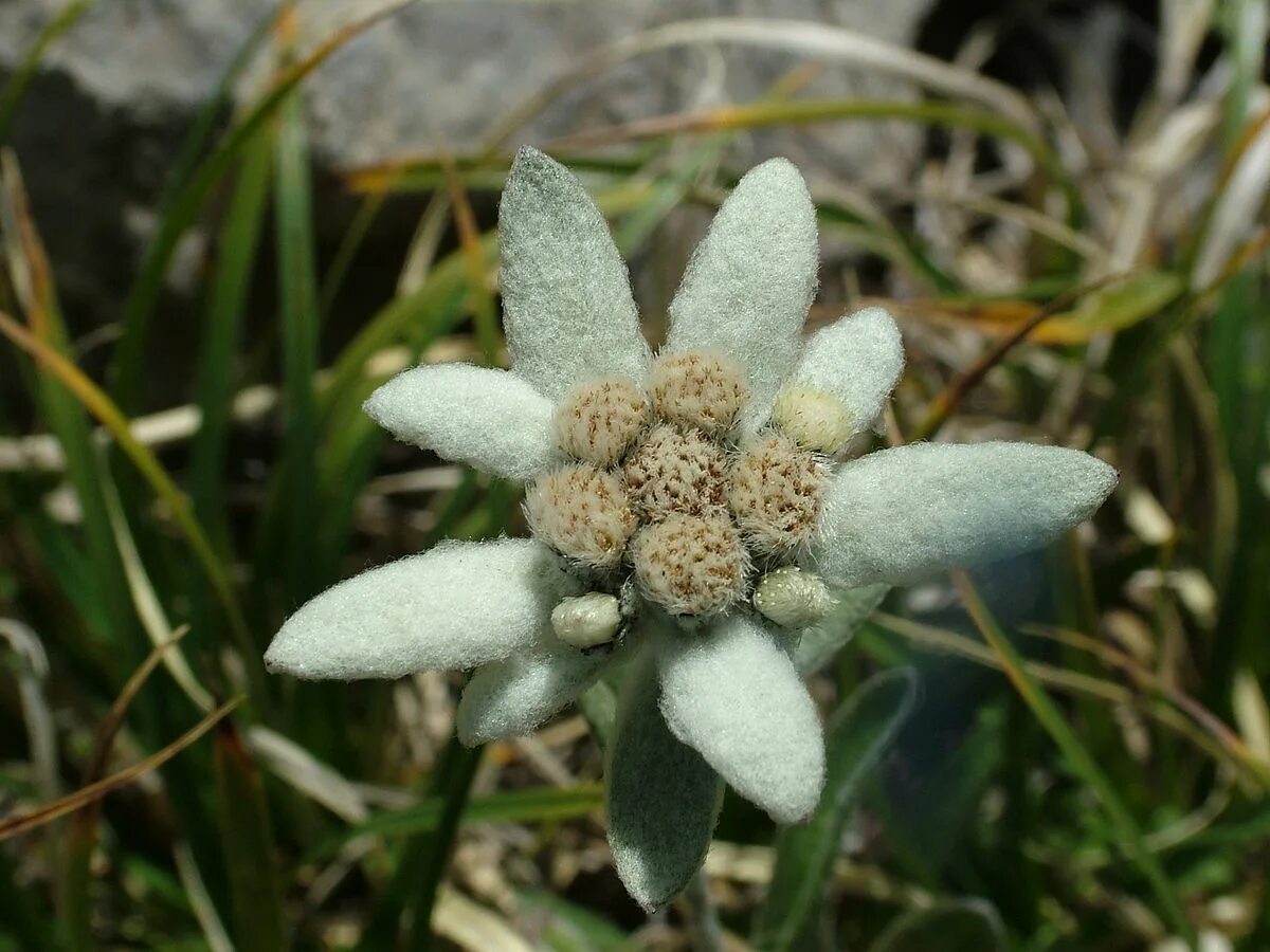 Какой тип питания характерен для эдельвейса. Эдельвейс (Leontopodium) alpinum. Эдельвейс Альпийский, Leontopodium alpinum "Star of Alps". Эдельвейс Равнинный. Эдельвейс Альпийский (Leontopodium alpinum) Окс i.
