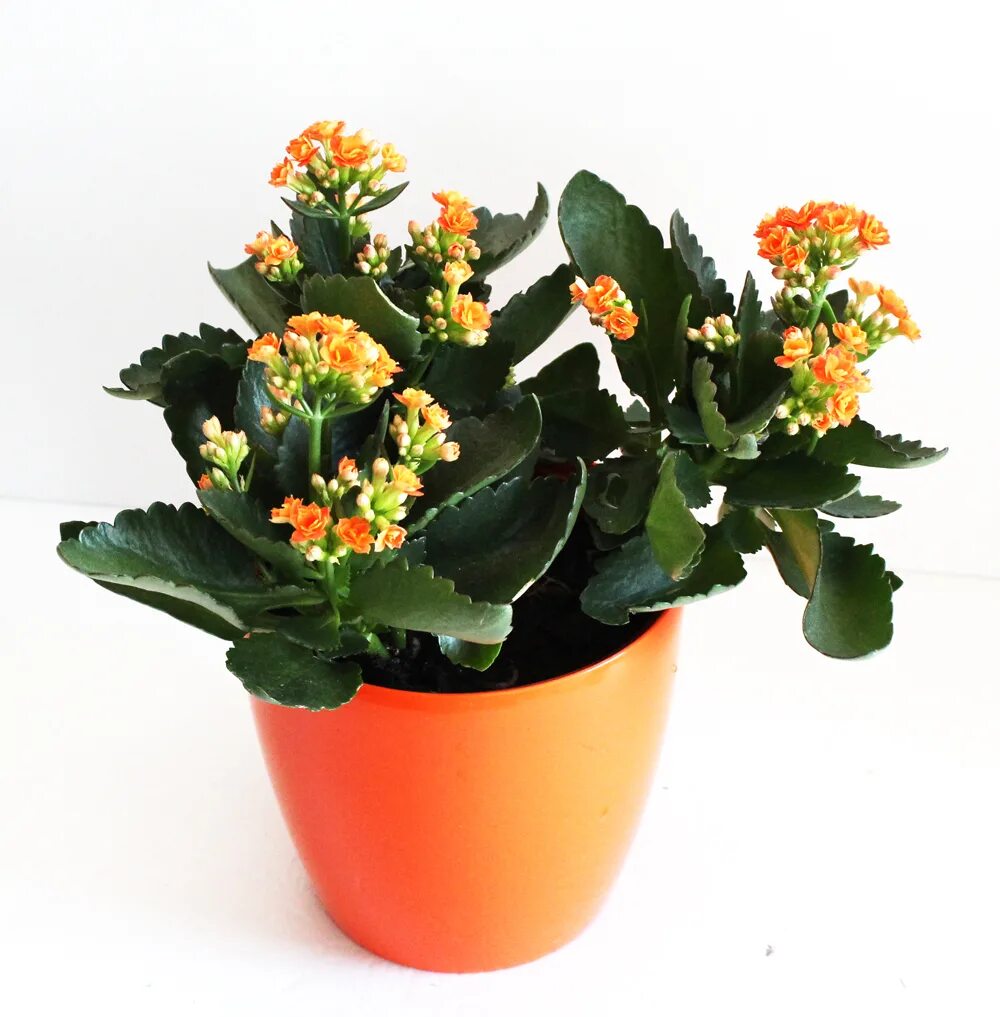 каланхоэ блоссфельда. каланхоэ каландива микс. каланхоэ бенджамина. каланхоэ блоссфельда желтый. цветок каланхоэ блоссфельда.