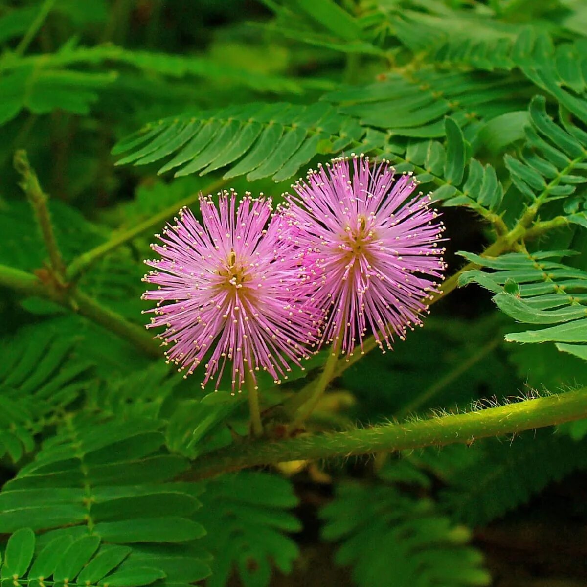 Комнатные растения мимоза. Мимоза стыдливая. Mimosa pudica (Мимоза). Стыдливая Мимоза растение. Мимоза стыдливая Кампина.