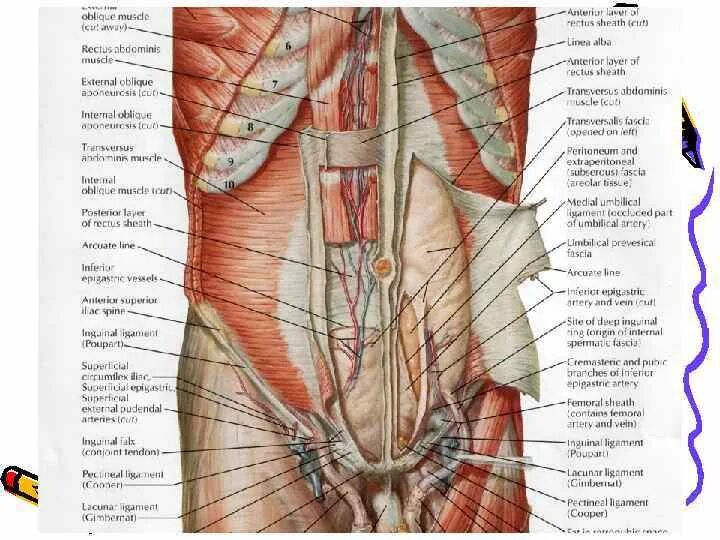 Анатомия сосудов передней брюшной стенки. Иннервация мышц брюшной стенки. Иннервация мышц передней брюшной стенки. Анатомия передней брюшной стенки живота. Толстая брюшная стенка