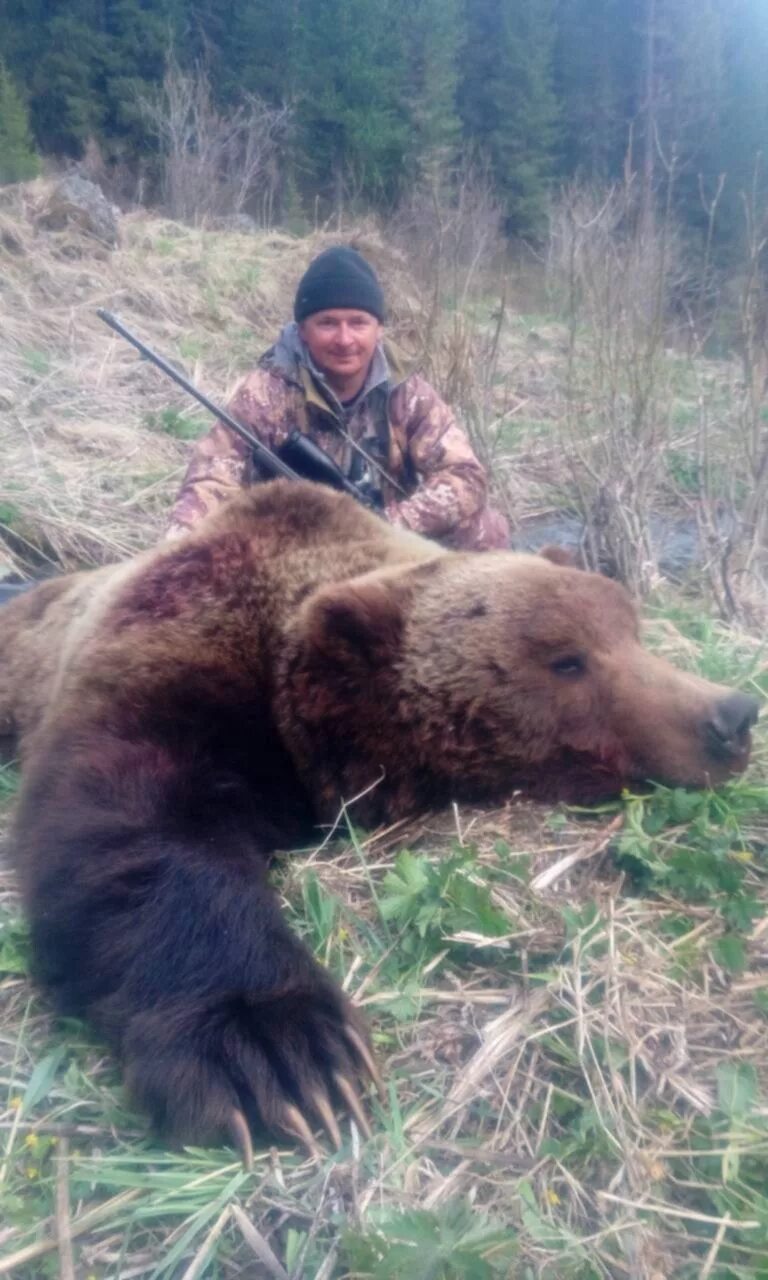 Медведь в Горном Алтае. Охота на Алтае на медведя.