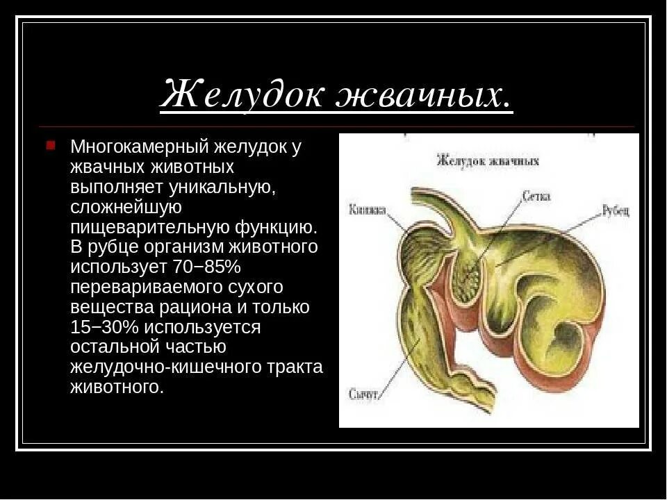 Желудок животных строение. Строение многокамерного желудка жвачных. Строение многокамерного желудка у млекопитающих. Строение и функции желудка жвачных животных. Строение многокамерного желудка жвачных млекопитающих.