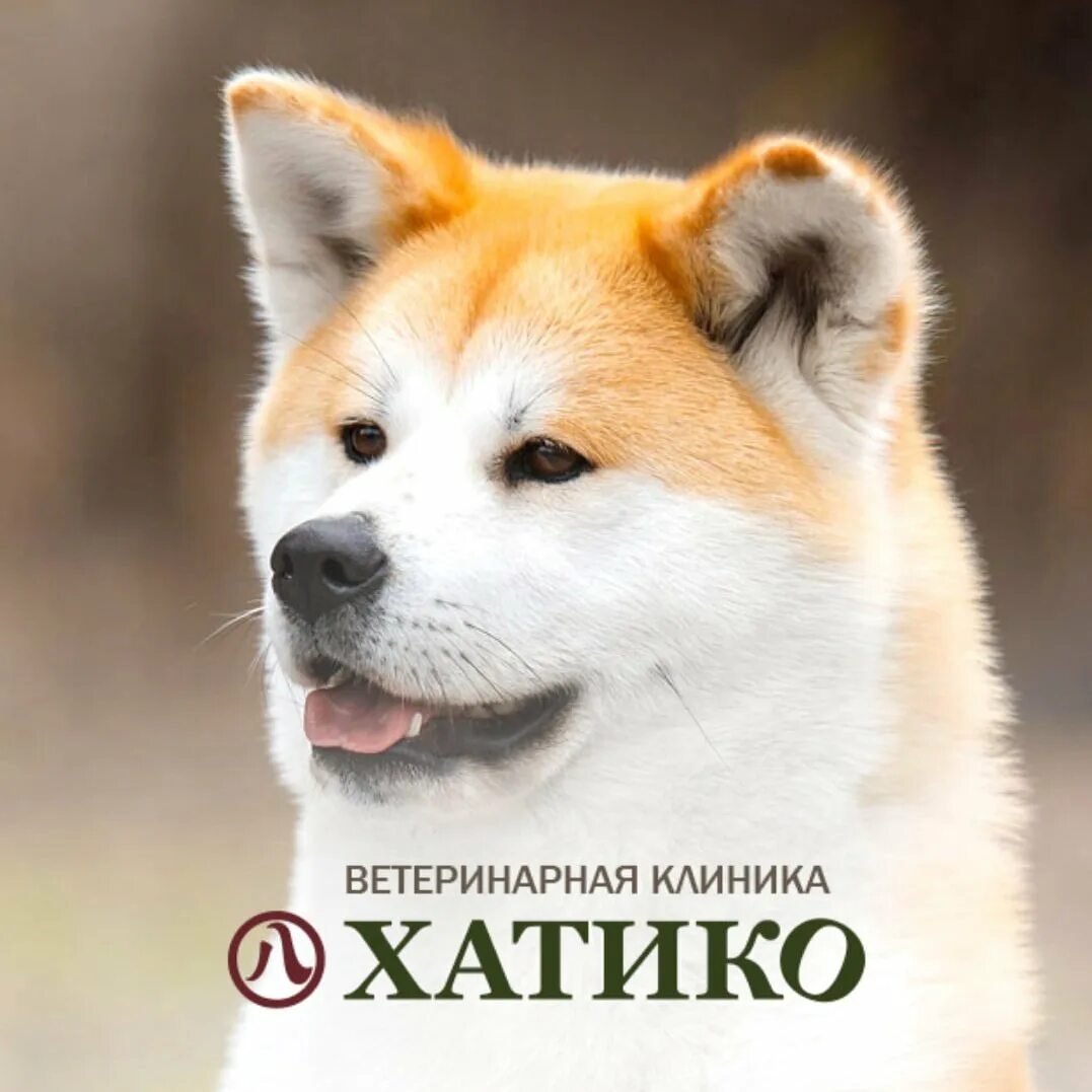 Хатико картинки. Хатико балаково магазин техники. Хатико картинки.