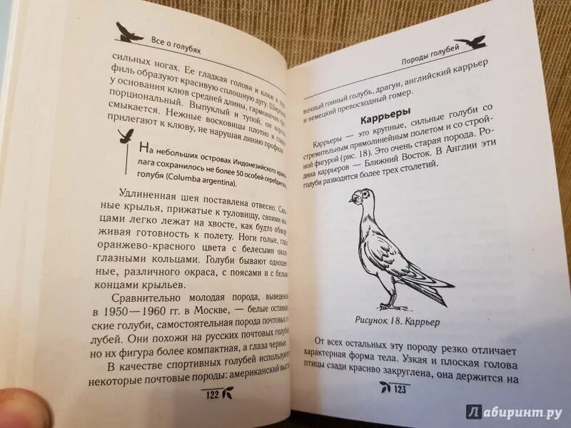 Книги про голубей. Все о голубях книга. Книги всё о содержании голубей. Читать книгу все о голубях. Синяя ворона читать