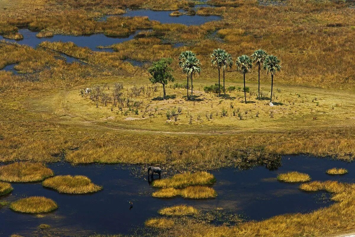 Okavango полный привод. Дельта Окаванго Ботсвана. Исток реки Окаванго. Дельта Окаванго Африка. Нац парки Ботсвана Дельта Окаванго.