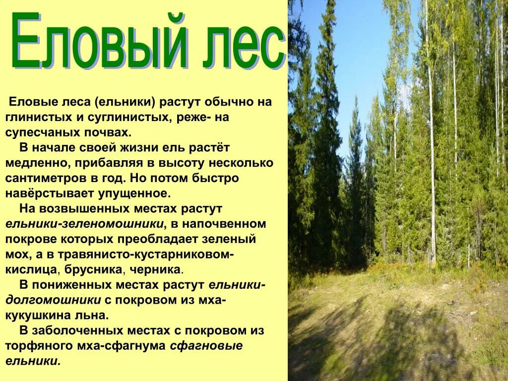 Сообщение о растительном сообществе 7 класс. Лес для презентации. Сообщение про хвойные леса. Презентация еловый лес. Описание леса.