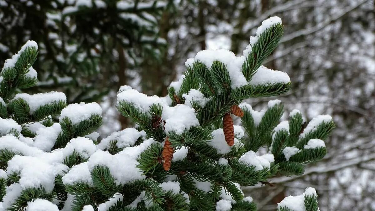 пихта нобилис. елка в снегу. ель голубая. голубая ель зима. ель весной.