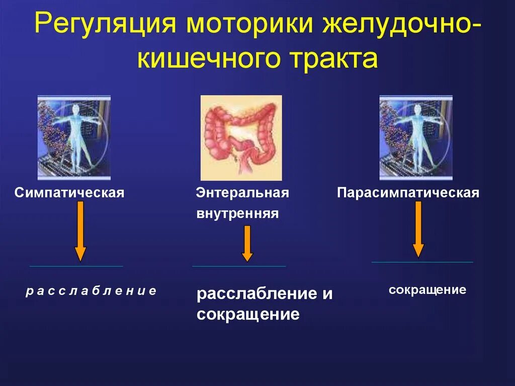 Кишечник и тип нервной системы