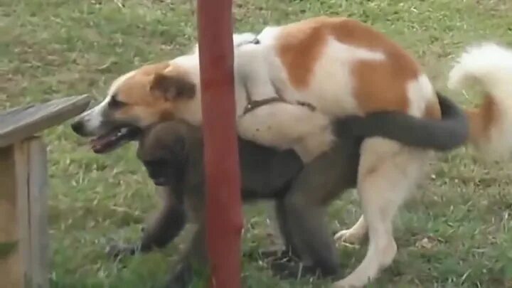 Как Заняться Сексом С Псом