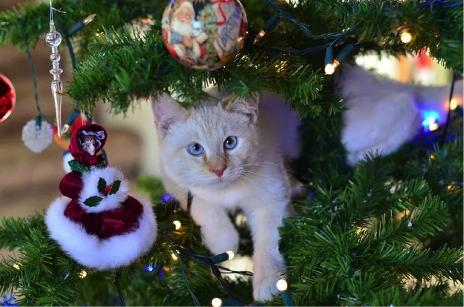 Покажи какие нибудь новогодние. Котик в шапке деда мороза. Новогодние авы. Кот и новогодняя елка. Котёнок и ёлка.