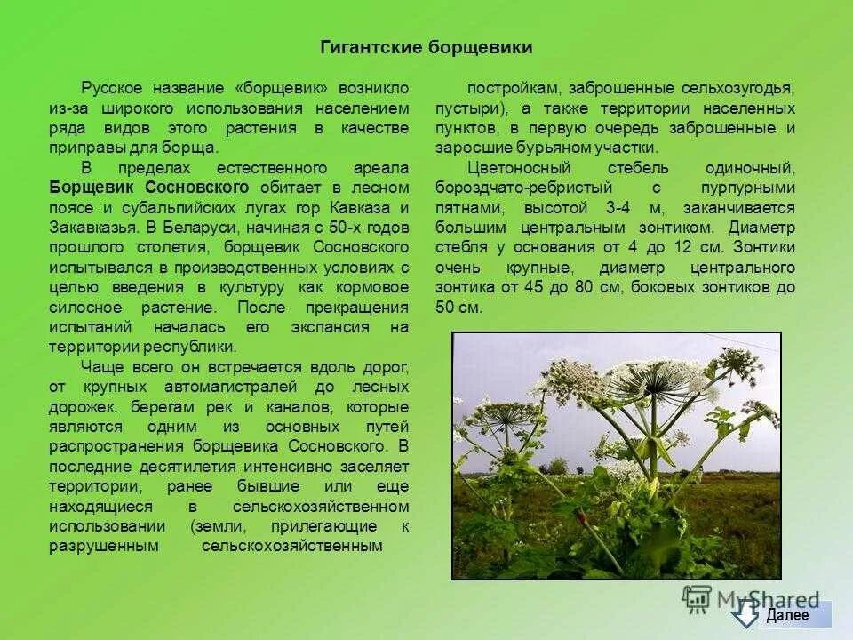 Сообщить о борщевике